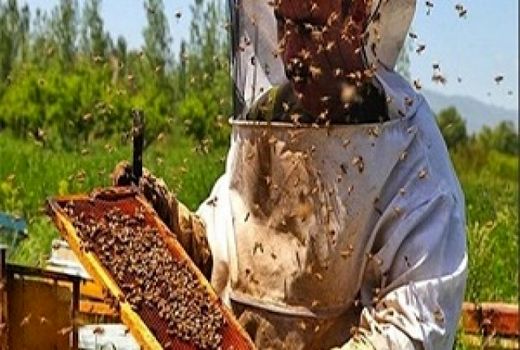 پرداخت 25 میلیارد تومان تسهیلات ارزان قیمت به زنبورداران