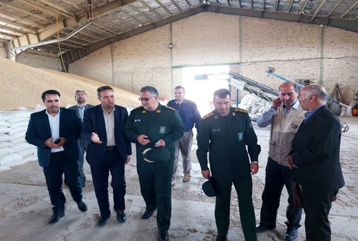 تولید 4550 تن بذر اصلاح شده گندم در شهرستان هشترود