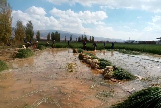 سیر سبز سپیدان در میادین میوه و سبزی 