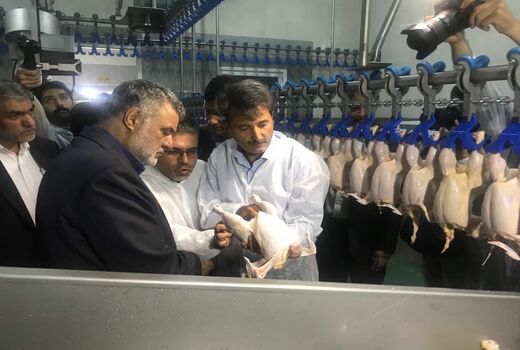 زنجیره گوشت مرغ در استان اصفهان تکمیل شد