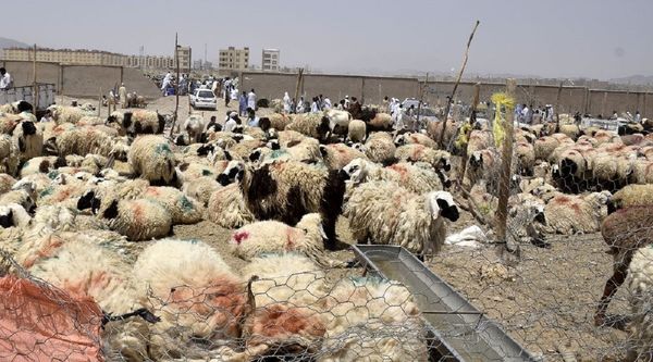 مشکلی در تامین دام برای نذورات عید قربان وجود ندارد