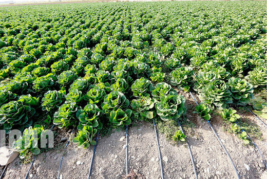 2 میلیون و 880  هزار تن محصولات زراعی در استان قزوین تولید شد 