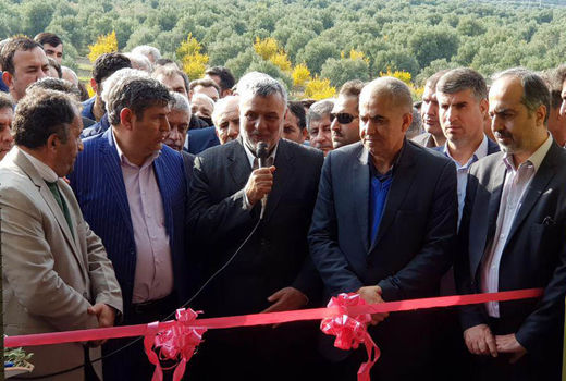 کاربرد تفاله زیتون در صنعت داروسازی