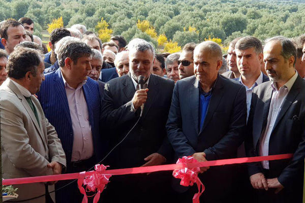 کاربرد تفاله زیتون در صنعت داروسازی