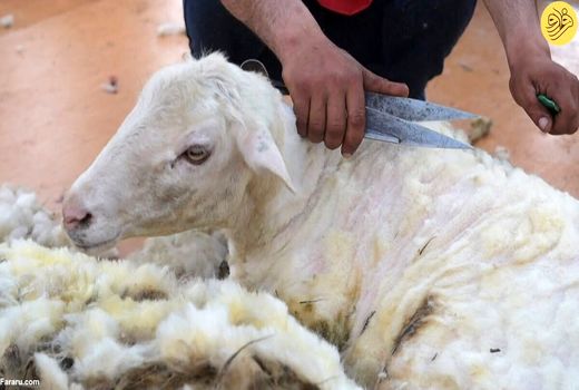 افول بازیافت سنتی پشم/ راهکارهای نوین جایگزین شود