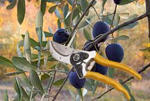 برگزاری  کلاس آموزشی تغذیه زمستانه در باغ‌های پسته 