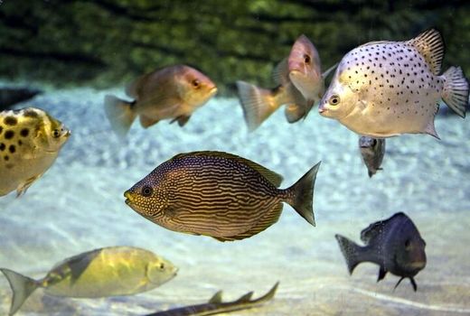 توسعه پرورش ماهیان زینتی اصفهان مستلزم تکمیل زنجیره تولید است