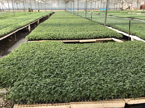 تولید سالانه 600 تن سبزی و صیفی در واحدهای گلخانه ای شهرستان البرز 