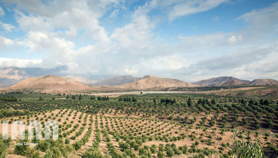 باغ بزرگ زیتون کشور‌ در منجیل