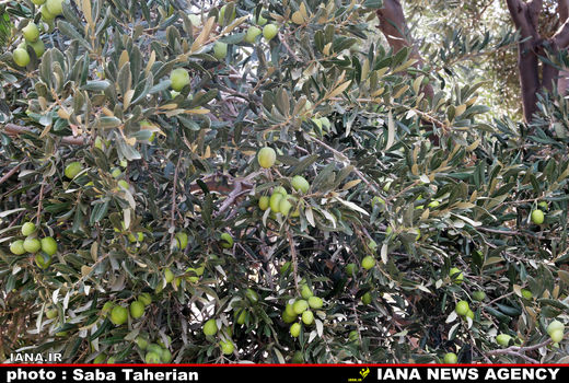 برداشت 50هزار میوه زیتون در سال جاری