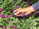 افزایش سطح زیر کشت گیاهان دارویی به بیست هزار هکتار