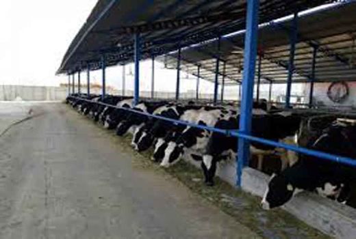 وضعیت دام سنگین در شهرستان فریدن مطلوب نیست 