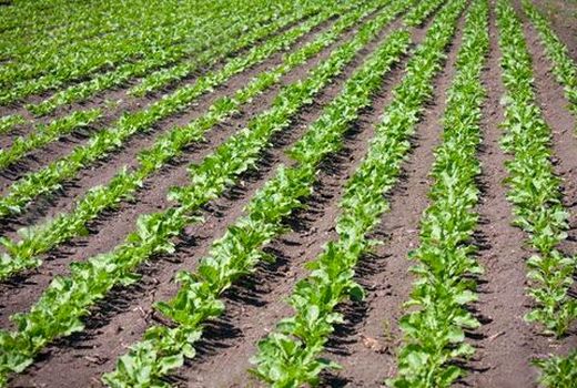 کشت  360 هکتار چغندر قند پاییزه در داراب 