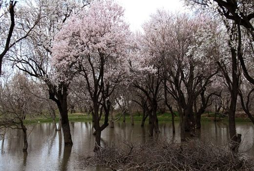 ثبت باغستان سنتی قزوین در جیاس