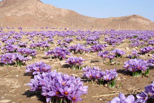 کشت زعفران در خاتم 6 برابر افزایش یافت