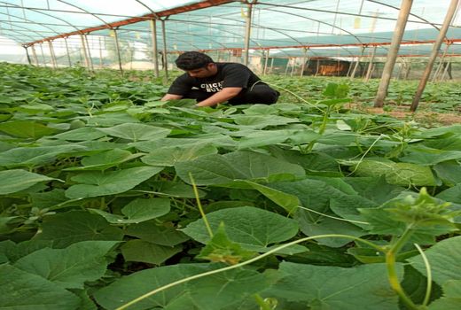 ایجاد سایبان برای اولین بار در مزارع شهرستان دره شهر انجام شد