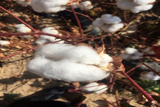 برداشت 10هزار تن پنبه از مزارع فسا