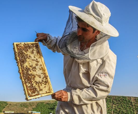 افزایش ۱۰ درصدی تولید عسل در شهرستان مرزی راز و جرگلان