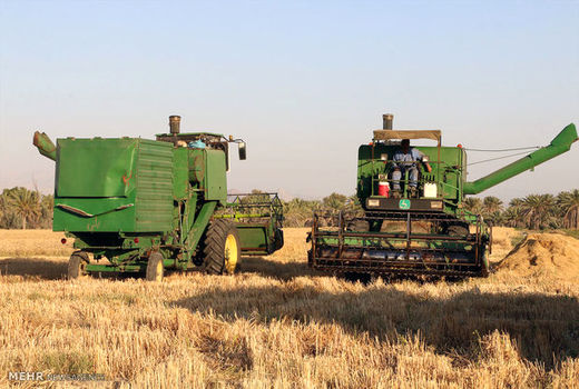 خرید گندم تضمینی از کشاورزان استان قزوین از مرز ۱۷۸ هزار تن عبور کرد