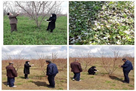 تگرگ ۱۵۲ میلیارد ریال به باغ های هسته دار میاندوآب خسارت زد