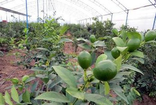 رشد 220 درصدی احداث گلخانه در جویبار