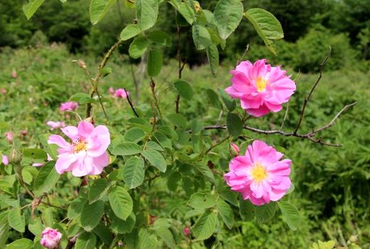کشت 10 هزار اصله نهال گل محمدی در ساری