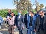 وزیر جهاد کشاورزی از مزرعه نمونه کشوری در استان تهران بازدید کرد