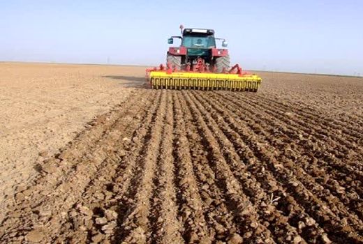 قزوین در مسیر پایداری تولید؛ کشت ۹۱ هزار هکتار دیمزار در سال زراعی ۱۴۰۵-۱۴۰۴