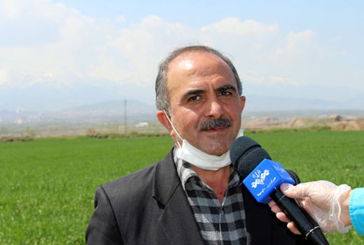 پیش بینی تولید  35 هزار تن  گندم در شهرستان مرند