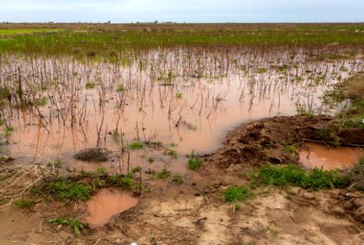 سیلاب ۱۷۰ میلیارد ریال به کشاورزی شیروان خسارت زد