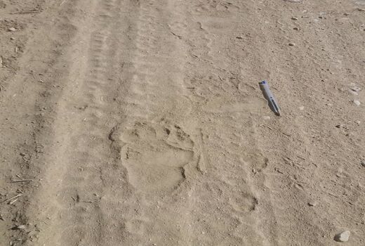 مشاهده رد پای خرس قهوه ای در پارک ملی بمو