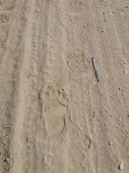 مشاهده رد پای خرس قهوه ای در پارک ملی بمو