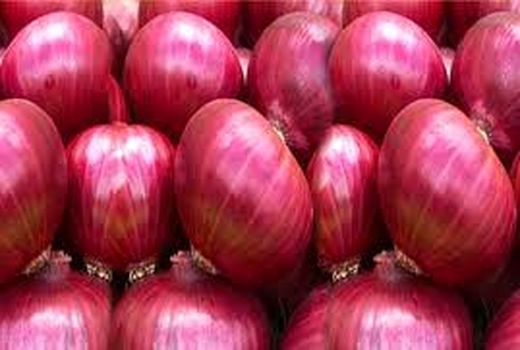 پیازکاران خراسان شمالی براساس ذائقه مردم هند محصول تولید می‌کنند