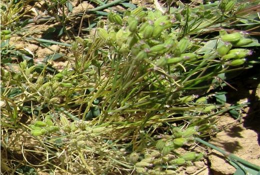 برداشت ۲۲ تن محصول زیره سبز در شهرستان سلطانیه