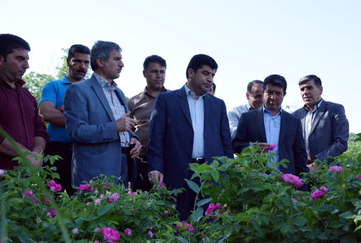 آذربایجان شرقی با ۱۰ درصد سطح زیر کشت باغات گل محمدی ، مقام پنجم کشور را دارا است  