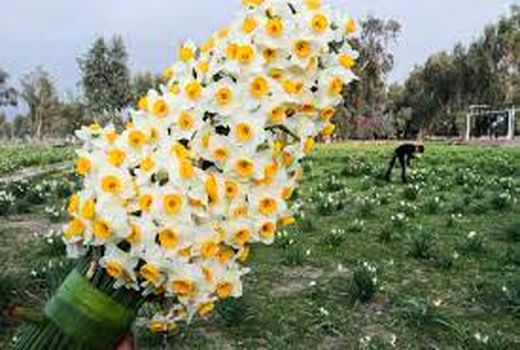 نیازمندی گل نرگس به طرح توجیهی اقتصادی در خراسان‌جنوبی