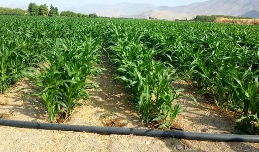 آغاز فصل کاشت ذرت در سطح ۷۰۰ هکتار مزارع استهبان