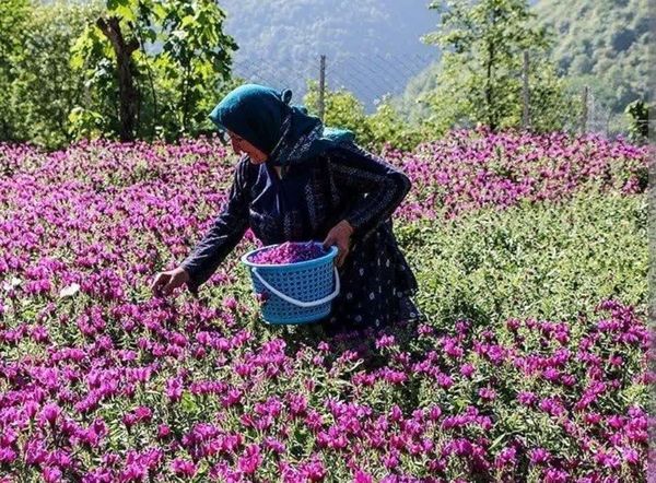 آغاز برداشت گل گاوزبان از مزارع قزوین؛ پیش‌بینی تولید ۱.۷ تن محصول خشک