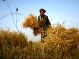 برداشت گندم از مزارع کردستان آغاز شد