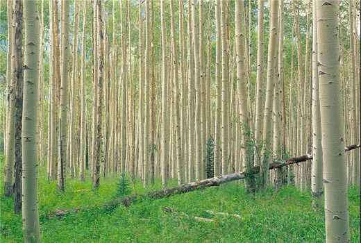 شناسایی 32 هکتار اراضی مستعد سوادکوه شمالی برای زراعت چوب