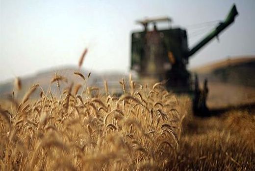 خرید تضمینی بیش از 4.4 میلیون تن گندم از کشاورزان