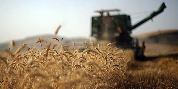 خرید تضمینی بیش از 4.4 میلیون تن گندم از کشاورزان