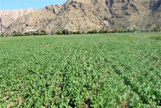 1304هکتار از اراضی شهرستان البرز به کشت کلزا اختصاص یافت