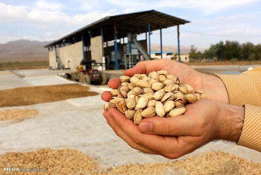 پسته؛ گل صادرات ایران