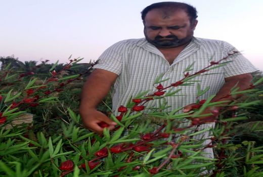 ترویج کشت چای ترش با توزیع بذر رایگان