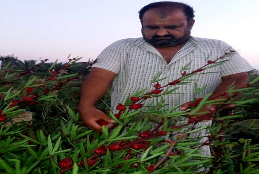 ترویج کشت چای ترش با توزیع بذر رایگان
