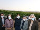 کشت قراردادی کمبود کود و نقدینگی کشاورزان را رفع می کند