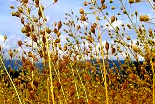 کشت یک هکتار محصول کاملینا  در کشت پائیزه استان کرمان  در سال جاری 