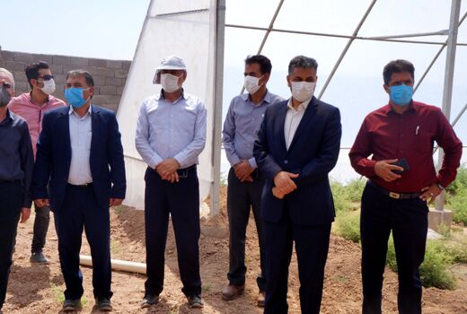 بازدید مشاور وزیر جهاد کشاورزی از مجتمع گلخانه‌ای در آرادان