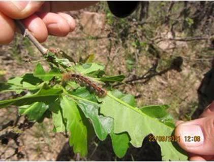 نشست بررسی طغیان پروانه دم قهوه‌ای در استان قزوین برگزار شد